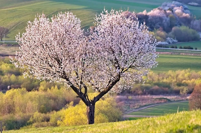 Don Bosco Borgomanero