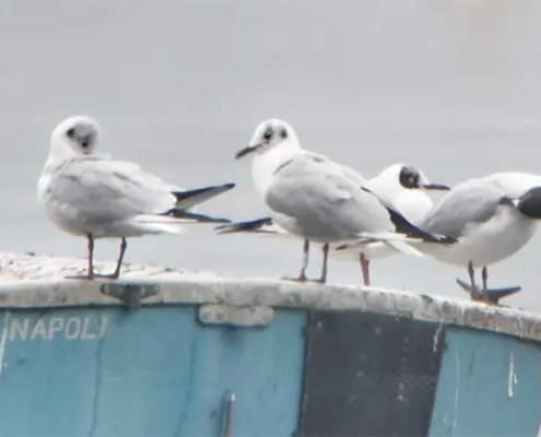 Don Bosco Borgomanero
